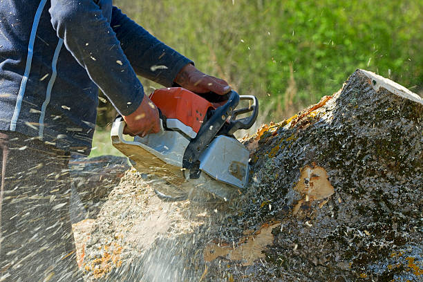 How Our Tree Care Process Works  in  Weyers Cave, VA